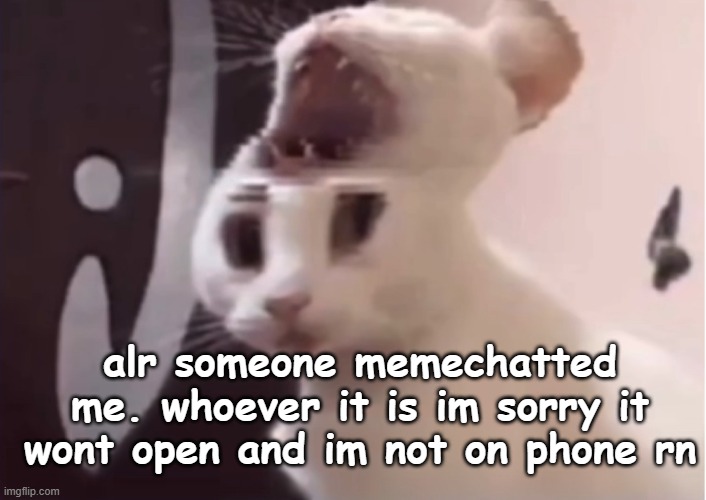 Shocked cat | alr someone memechatted me. whoever it is im sorry it wont open and im not on phone rn | image tagged in shocked cat | made w/ Imgflip meme maker