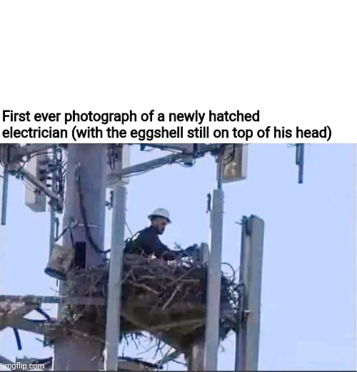 First ever photograph of a newly hatched electrician (with the eggshell still on top of his head) | made w/ Imgflip meme maker