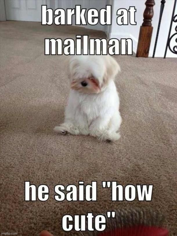 image tagged in memes,funny,dogs | made w/ Imgflip meme maker