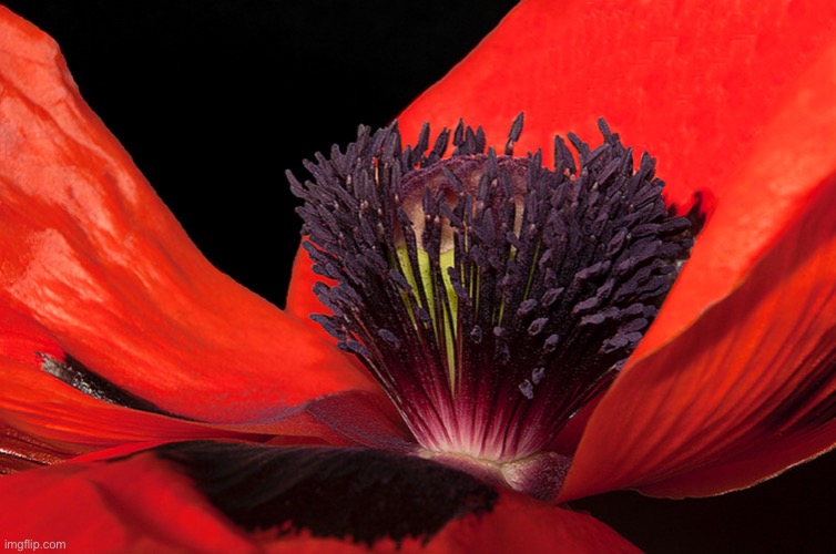 Large Red Poppy | image tagged in large poppy,deep red,central form,macro,on black | made w/ Imgflip meme maker