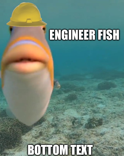staring fish | ENGINEER FISH BOTTOM TEXT | image tagged in staring fish | made w/ Imgflip meme maker