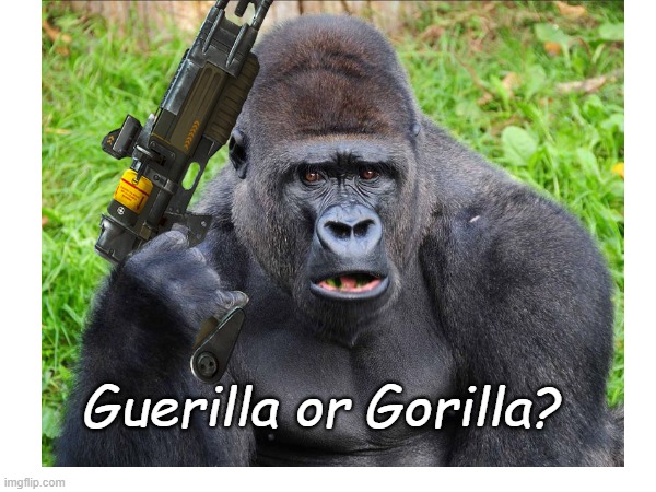 crazy Gorilla | Guerilla or Gorilla? | image tagged in gorilla | made w/ Imgflip meme maker