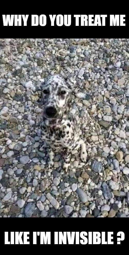 Karma Chameleon | WHY DO YOU TREAT ME; LIKE I'M INVISIBLE ? | image tagged in funny,dog,dalmatian | made w/ Imgflip meme maker