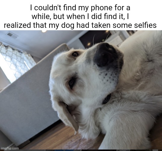 Bro thinks he has opposable thumbs | I couldn't find my phone for a while, but when I did find it, I realized that my dog had taken some selfies | image tagged in dog,dogs,funny,funny memes,funny meme | made w/ Imgflip meme maker
