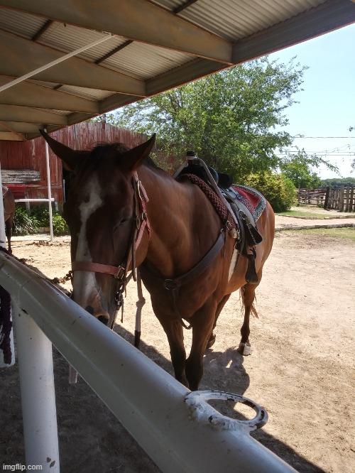 A horse I saw while going horseback riding, August 2020 | image tagged in horse | made w/ Imgflip meme maker