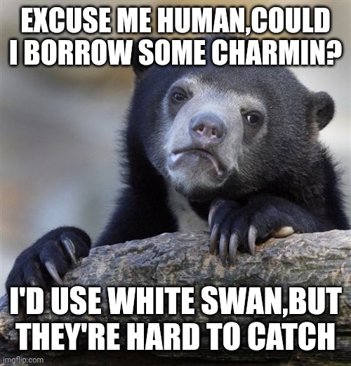 Confession Bear | EXCUSE ME HUMAN,COULD I BORROW SOME CHARMIN? I'D USE WHITE SWAN,BUT THEY'RE HARD TO CATCH | image tagged in memes,confession bear | made w/ Imgflip meme maker
