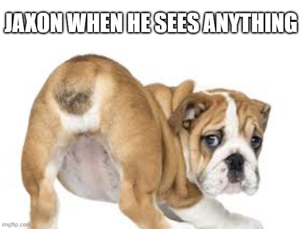 my friend is gay | JAXON WHEN HE SEES ANYTHING | image tagged in gay | made w/ Imgflip meme maker