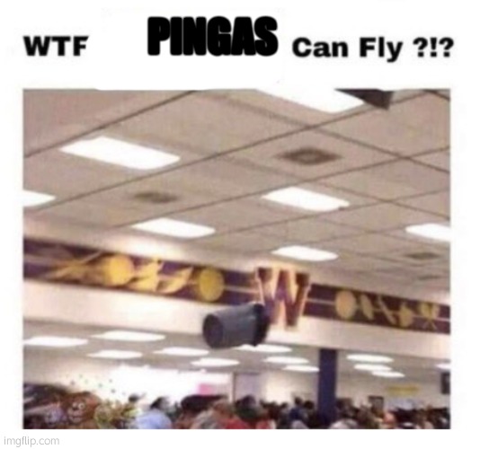 WTF --------- Can Fly ?!? | PINGAS | image tagged in wtf --------- can fly | made w/ Imgflip meme maker