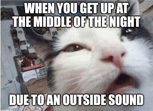 When you get up at the middle of the night Due to an outside sound | WHEN YOU GET UP AT THE MIDDLE OF THE NIGHT; DUE TO AN OUTSIDE SOUND | image tagged in cat waking up | made w/ Imgflip meme maker