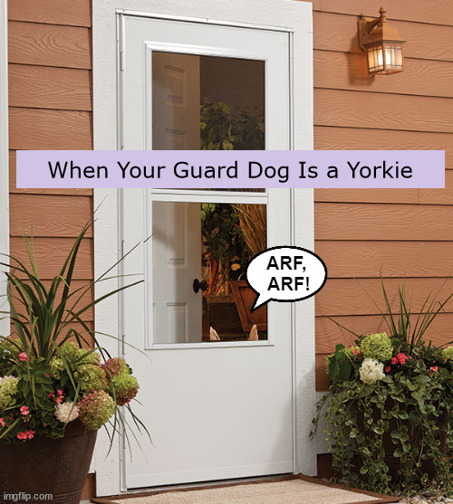 When Your Guard Dog Is a Yorkie | image tagged in yorkie,dog,dogs,guard,funny,memes | made w/ Imgflip meme maker
