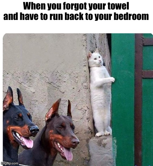 O-O | When you forgot your towel and have to run back to your bedroom | image tagged in hidden cat | made w/ Imgflip meme maker