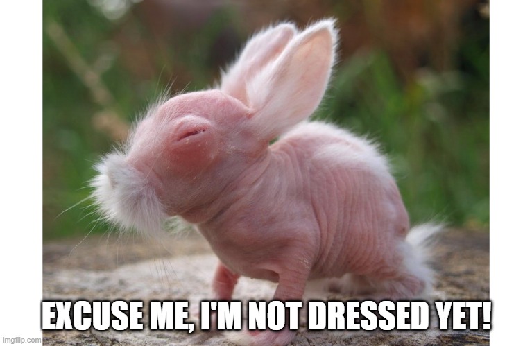 Furless | EXCUSE ME, I'M NOT DRESSED YET! | image tagged in bunnies | made w/ Imgflip meme maker