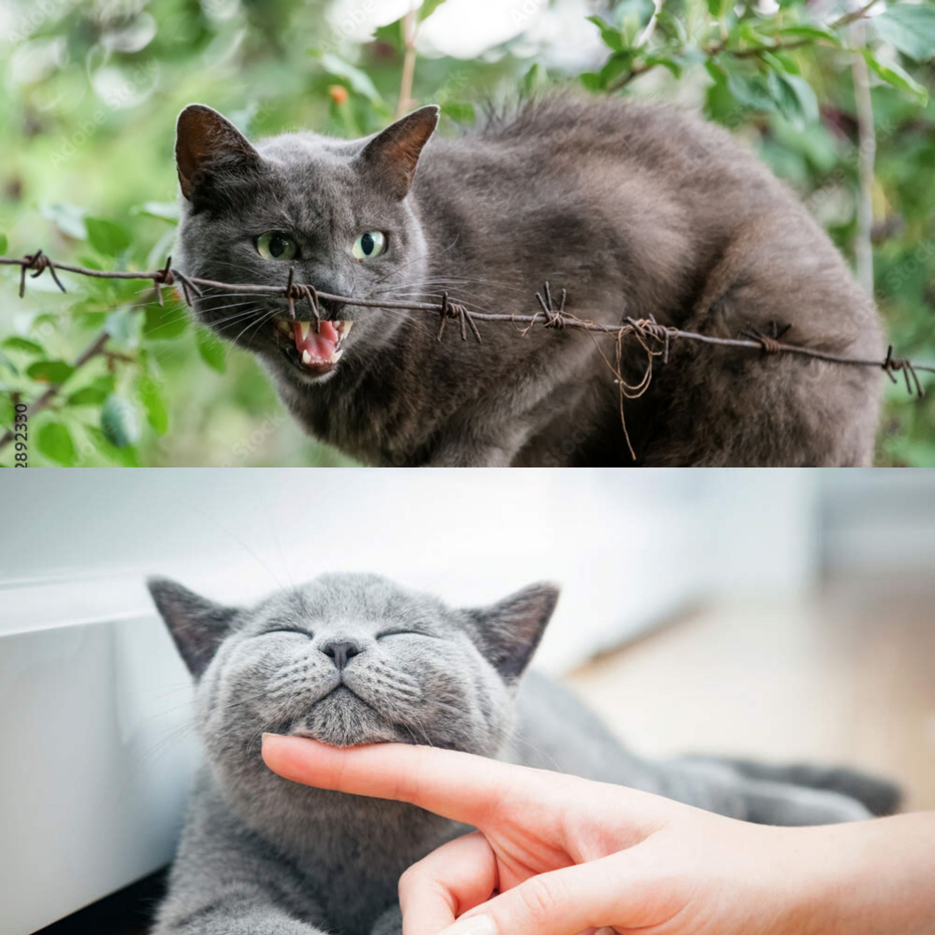 High Quality Angry cat Vs Cuddly cat Blank Meme Template