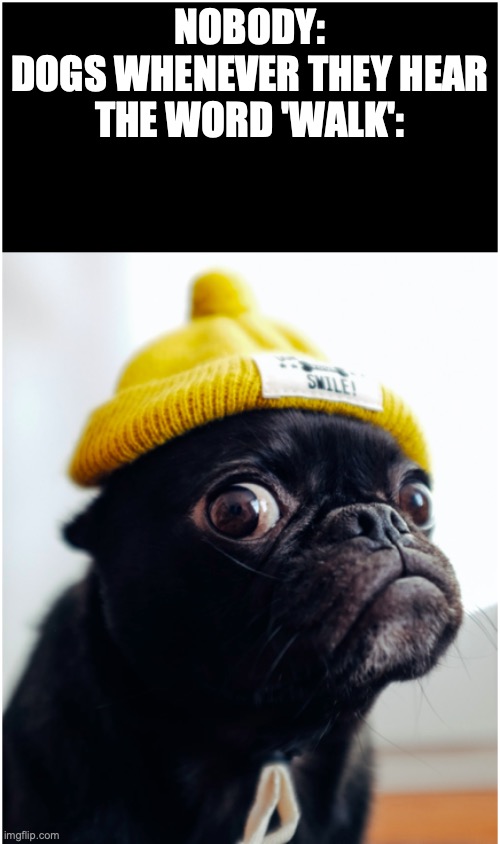 hooman? watcha say? | NOBODY:
DOGS WHENEVER THEY HEAR
THE WORD 'WALK': | image tagged in wide-eye pug,hilarious memes,memes,funny,dogs,pug | made w/ Imgflip meme maker