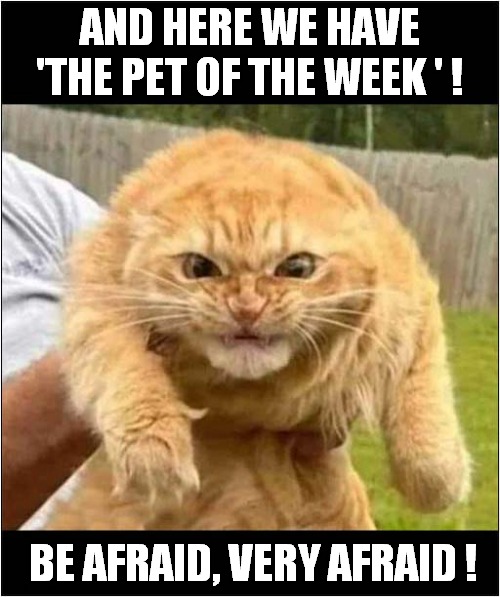 I Think The Rehoming Centre Know Something ! | AND HERE WE HAVE 'THE PET OF THE WEEK ' ! BE AFRAID, VERY AFRAID ! | image tagged in cats,rehoming,be afraid | made w/ Imgflip meme maker