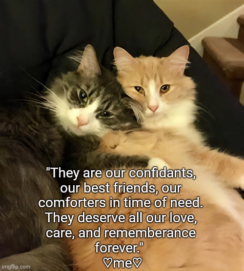 Our Pets Deserve More | "They are our confidants, 
our best friends, our 
comforters in time of need. 
They deserve all our love, 
care, and rememberance 
forever."  
♡me♡ | image tagged in cats,love | made w/ Imgflip meme maker