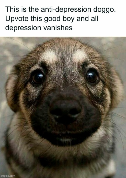 image tagged in memes,funny,dogs,begging for upvotes | made w/ Imgflip meme maker