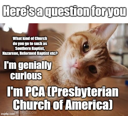 Curious Question Cat | Here's a question for you; What kind of Church do you go to such as Southern Baptist, Nazarene, Reformed Baptist etc? I'm genially curious; I'm PCA (Presbyterian Church of America) | image tagged in curious question cat | made w/ Imgflip meme maker