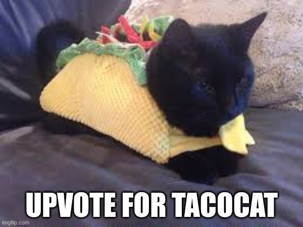 UPVOTE FOR TACOCAT | image tagged in upvote | made w/ Imgflip meme maker