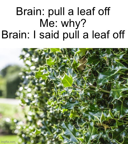 Meme #1,863 | Brain: pull a leaf off
Me: why?
Brain: I said pull a leaf off | image tagged in memes,relatable,bush,leaves,so true,pull | made w/ Imgflip meme maker