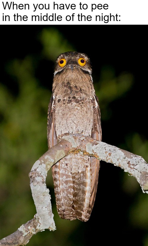 it do be like that tho | When you have to pee in the middle of the night: | image tagged in exhausted potoo | made w/ Imgflip meme maker