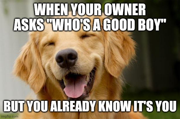 Happy Dog | WHEN YOUR OWNER ASKS "WHO'S A GOOD BOY"; BUT YOU ALREADY KNOW IT'S YOU | image tagged in happy dog,wait a second this is wholesome content | made w/ Imgflip meme maker