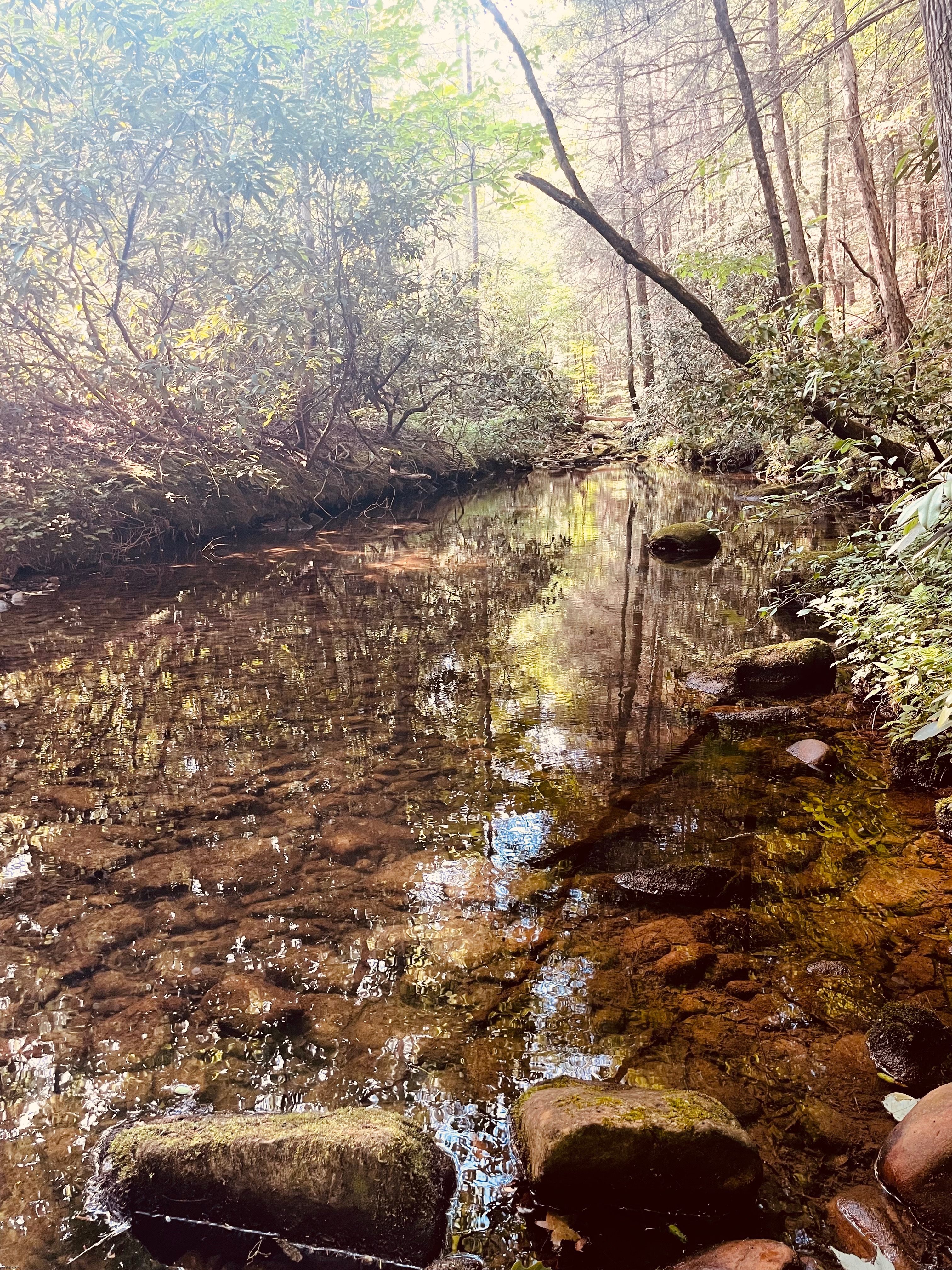 A photo of a beautiful little creek I took 2 weeks ago | image tagged in photography,photos | made w/ Imgflip meme maker