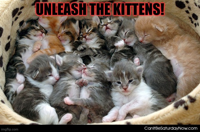 Ahhhhhhhhhhh! The horror! The horror! | UNLEASH THE KITTENS! | image tagged in too many,ahhhhh,the horror,cats | made w/ Imgflip meme maker