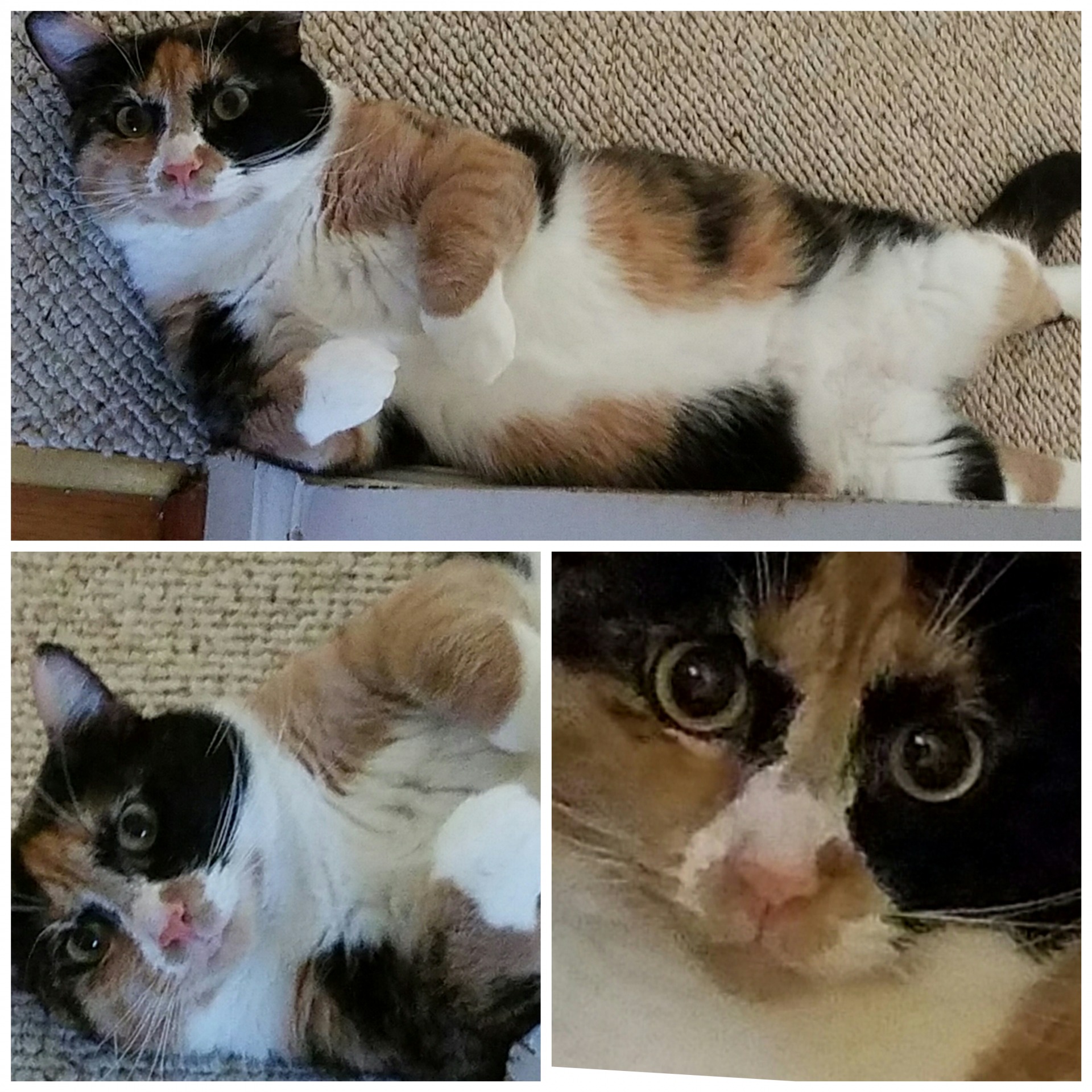 Annoyed Cat Blank Meme Template