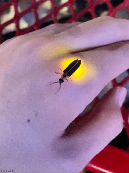 A firefly I found at Dairy Queen (mod note: cool!) | image tagged in insect,nature,firefly | made w/ Imgflip meme maker