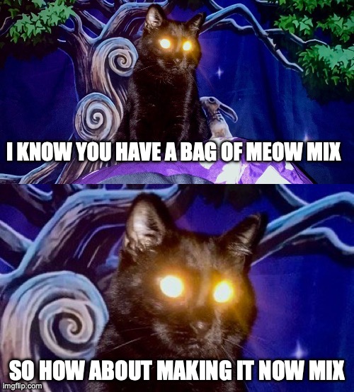 Now Mix | I KNOW YOU HAVE A BAG OF MEOW MIX; SO HOW ABOUT MAKING IT NOW MIX | image tagged in laser eyes cat,cat food,feed me,cats,cat | made w/ Imgflip meme maker