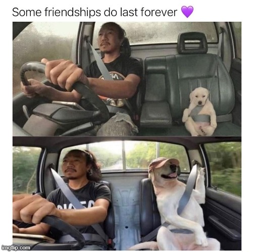 image tagged in dogs | made w/ Imgflip meme maker