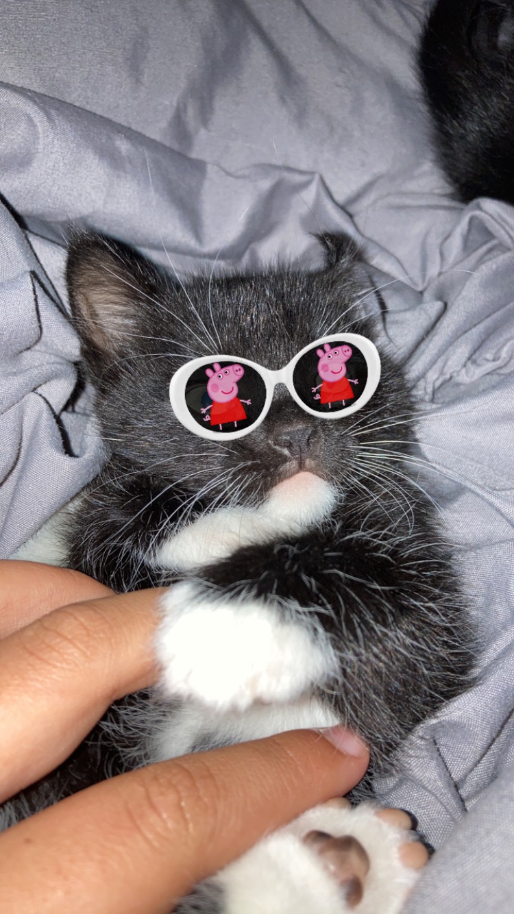 High Quality PIMPY Blank Meme Template