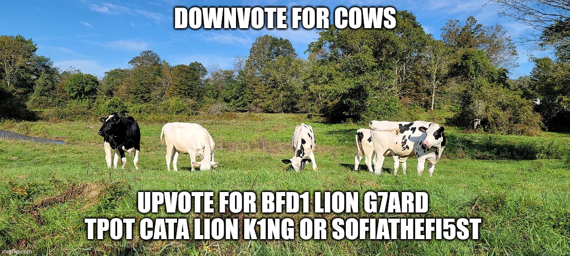 Cows | DOWNVOTE FOR COWS; UPVOTE FOR BFD1 LION G7ARD  TP0T CATA LION K1NG OR SOFIATHEFI5ST | image tagged in cows | made w/ Imgflip meme maker