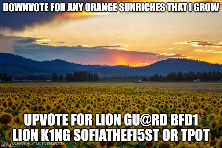 Sunflowers after rain | DOWNVOTE FOR ANY ORANGE SUNRICHES THAT I GROW; UPVOTE FOR LION GU@RD BFD1 LION K1NG SOFIATHEFI5ST OR TP0T | image tagged in sunflowers after rain | made w/ Imgflip meme maker
