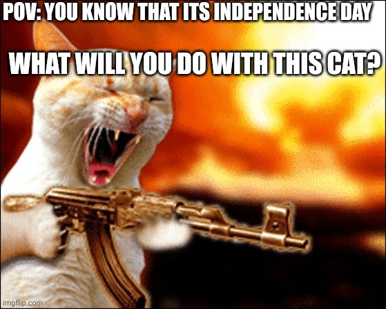 pov: a cat is getting a gun will you let him stop? | POV: YOU KNOW THAT ITS INDEPENDENCE DAY; WHAT WILL YOU DO WITH THIS CAT? | image tagged in cats | made w/ Imgflip meme maker