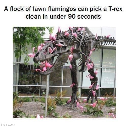 T-Wrecks | image tagged in trex,flamingo | made w/ Imgflip meme maker