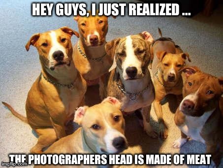 hungry doggies | HEY GUYS, I JUST REALIZED ... THE PHOTOGRAPHERS HEAD IS MADE OF MEAT | image tagged in funny,animals,dogs,pitbulls | made w/ Imgflip meme maker