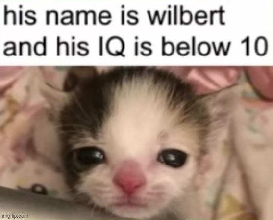 wilbert | image tagged in iq | made w/ Imgflip meme maker