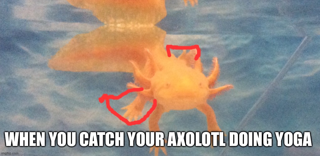 Yoga axolotl | WHEN YOU CATCH YOUR AXOLOTL DOING YOGA | image tagged in cute,axolotl | made w/ Imgflip meme maker