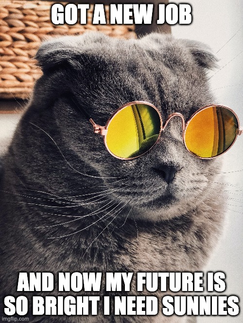 sunny cat | GOT A NEW JOB; AND NOW MY FUTURE IS SO BRIGHT I NEED SUNNIES | image tagged in cat,job,work | made w/ Imgflip meme maker