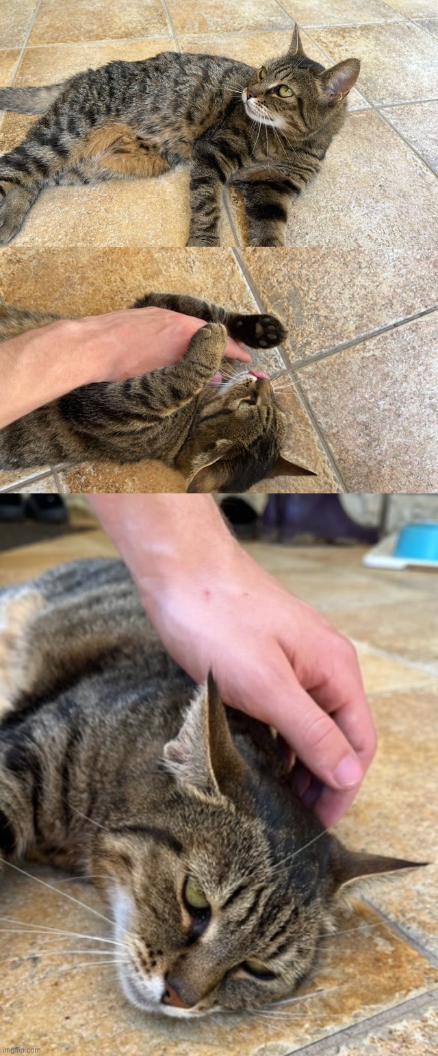pics of my cat (also hand reveal ig) | image tagged in cat,cats,share your photos,share your own photos | made w/ Imgflip meme maker