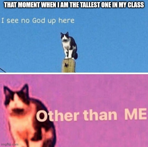 Hail pole cat | THAT MOMENT WHEN I AM THE TALLEST ONE IN MY CLASS | image tagged in hail pole cat | made w/ Imgflip meme maker