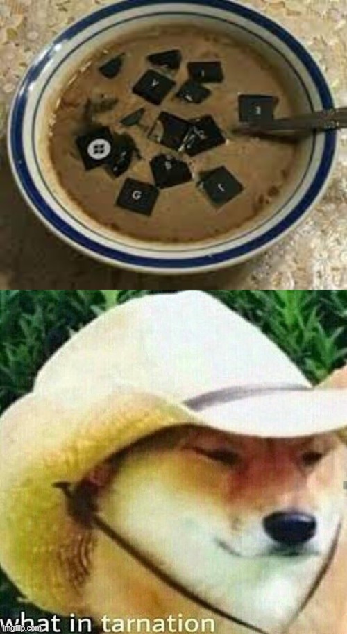 Why tho... | image tagged in what in tarnation dog | made w/ Imgflip meme maker