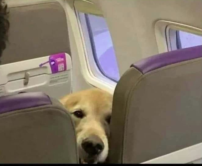 High Quality SMILING DOG ON PLANE Blank Meme Template