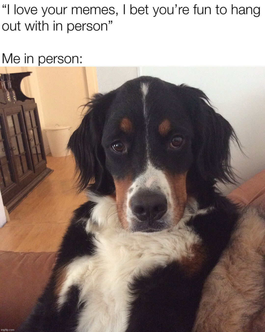 image tagged in not funny dog | made w/ Imgflip meme maker