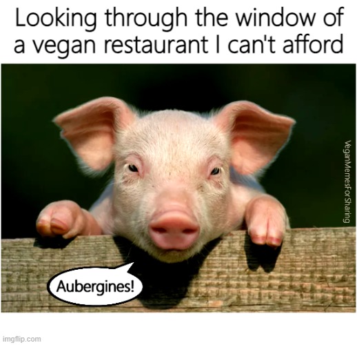Animals Are Not Food | image tagged in vegan,veganism,food,chef,cafe,eating | made w/ Imgflip meme maker