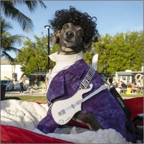 Dog Prince | image tagged in dogs,prince | made w/ Imgflip meme maker