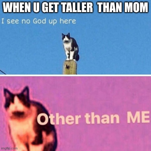 Hail pole cat | WHEN U GET TALLER  THAN MOM | image tagged in hail pole cat | made w/ Imgflip meme maker
