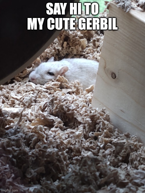 Cute gerbil. | SAY HI TO MY CUTE GERBIL | image tagged in cute gerbil | made w/ Imgflip meme maker